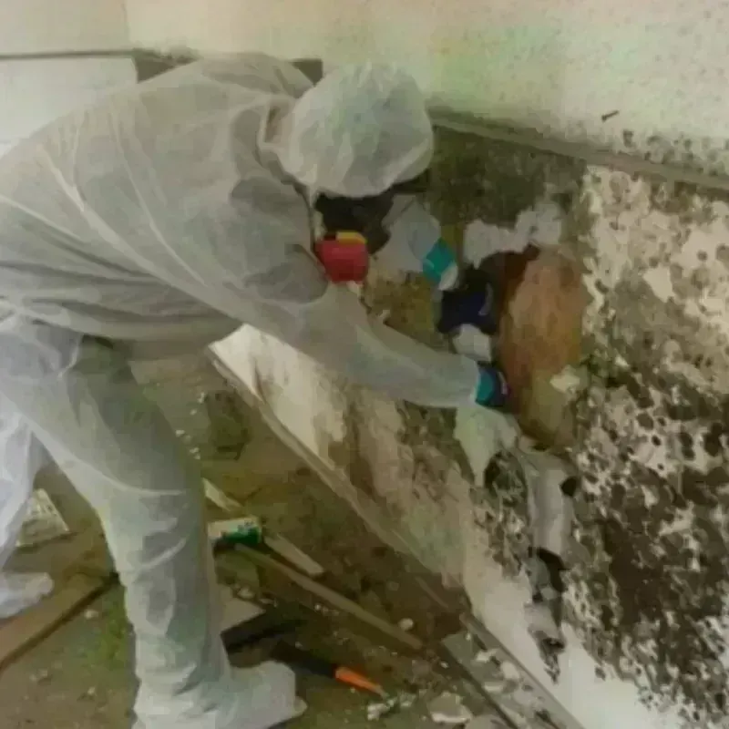 Mold Remediation and Removal in Palestine, TX